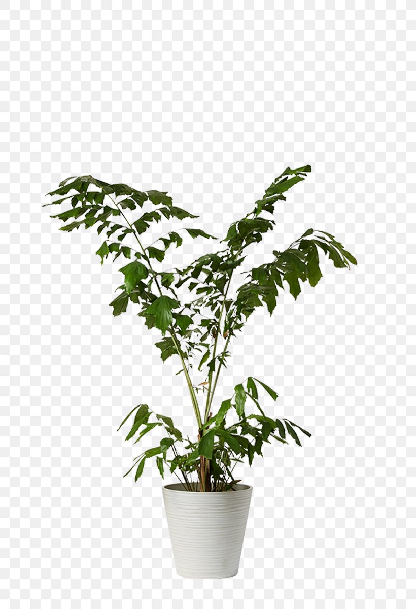 Ficus Microcarpa Houseplant Flowerpot Dracaena, PNG, 800x1200px, Ficus Microcarpa, Agavaceae, Agave, Arecaceae, Branch Download Free