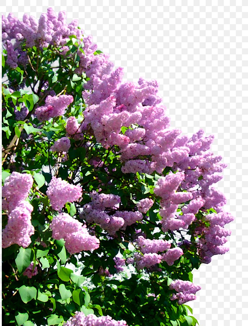 Lilac Clip Art, PNG, 808x1080px, Lilac, Annual Plant, Document, Flower, Flowering Plant Download Free