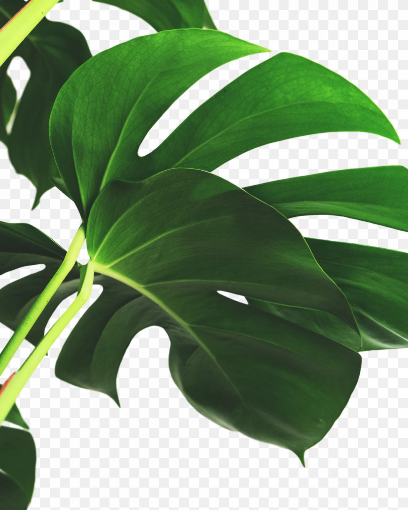 Plant Stem Leaf Houseplant Plants Science, PNG, 1200x1500px, Plant Stem, Biology, Houseplant, Leaf, Plant Structure Download Free