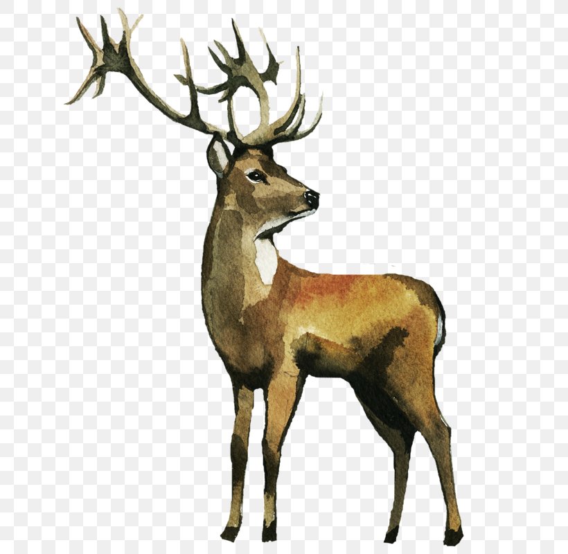 Reindeer Watercolor Painting Elk Clip Art, PNG, 640x800px, Deer, Antler, Art, Elk, Fauna Download Free