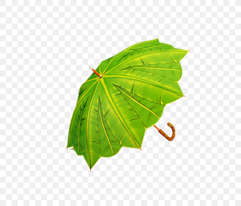Umbrella Banana Leaf Rain Green, PNG, 700x700px, Umbrella, Banana Leaf, Color, Green, Leaf Download Free