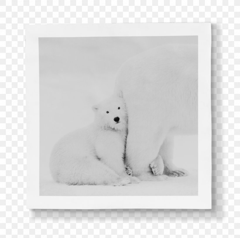 Whiskers Arctic Fox Polar Bear Dog Cat, PNG, 960x950px, Whiskers, Arctic, Arctic Fox, Artwork, Bear Download Free