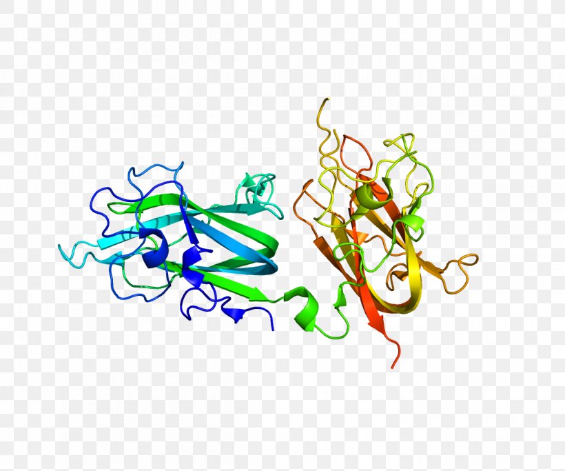 Neuropilin 2 Neuropilin 1 Protein Semaphorin, PNG, 1200x1000px, Watercolor, Cartoon, Flower, Frame, Heart Download Free
