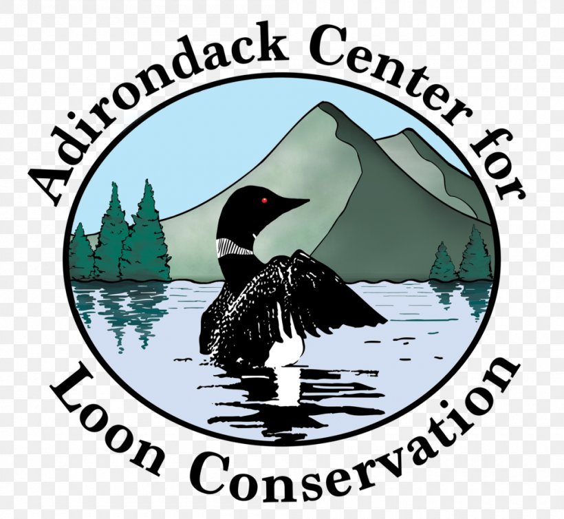 Adirondack Camps Adirondack Center For Loon Conservation Loons Water Bird, PNG, 1000x920px, Loons, Adirondack Mountains, Beak, Bird, Brand Download Free