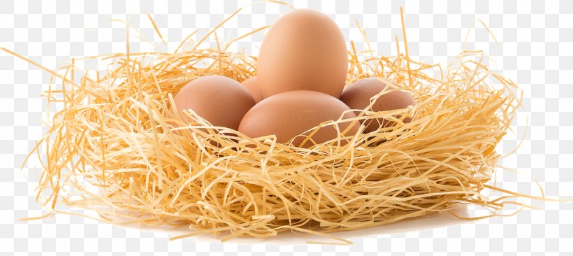 Chicken Bird Egg Nest, PNG, 1024x458px, Chicken, Bird, Bird Nest, Commodity, Drawing Download Free