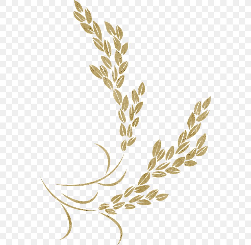 Golden Rice Icon, PNG, 556x800px, Rice, Branch, Commodity, Golden Rice, Grass Family Download Free
