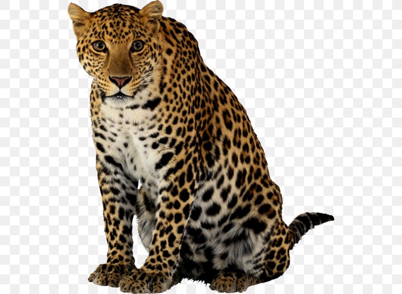 Leopard Tiger Felidae Lion Jaguar, PNG, 544x600px, Leopard, Big Cat, Big Cats, Carnivoran, Cat Download Free