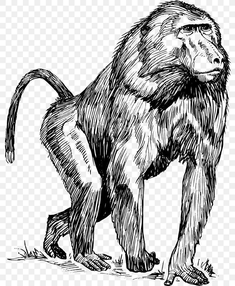 Mandrill Hamadryas Baboon Drawing Primate Clip Art, PNG, 794x1000px, Mandrill, Animal, Art, Baboons, Big Cats Download Free
