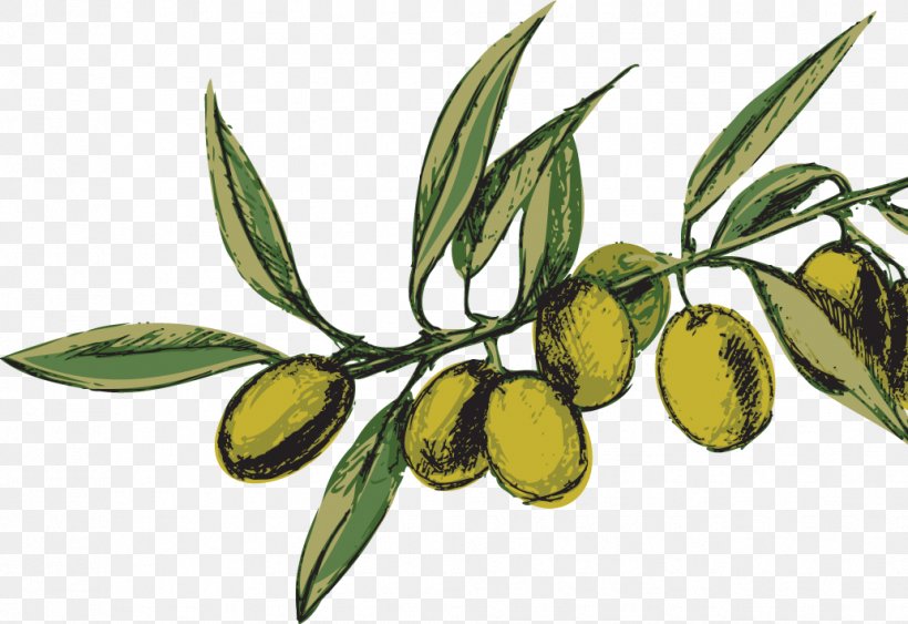 Olive Oil Nocellara Del Belice Oliveraie, PNG, 1032x709px, Olive, Branch, Cultivar, Depositphotos, Flowering Plant Download Free