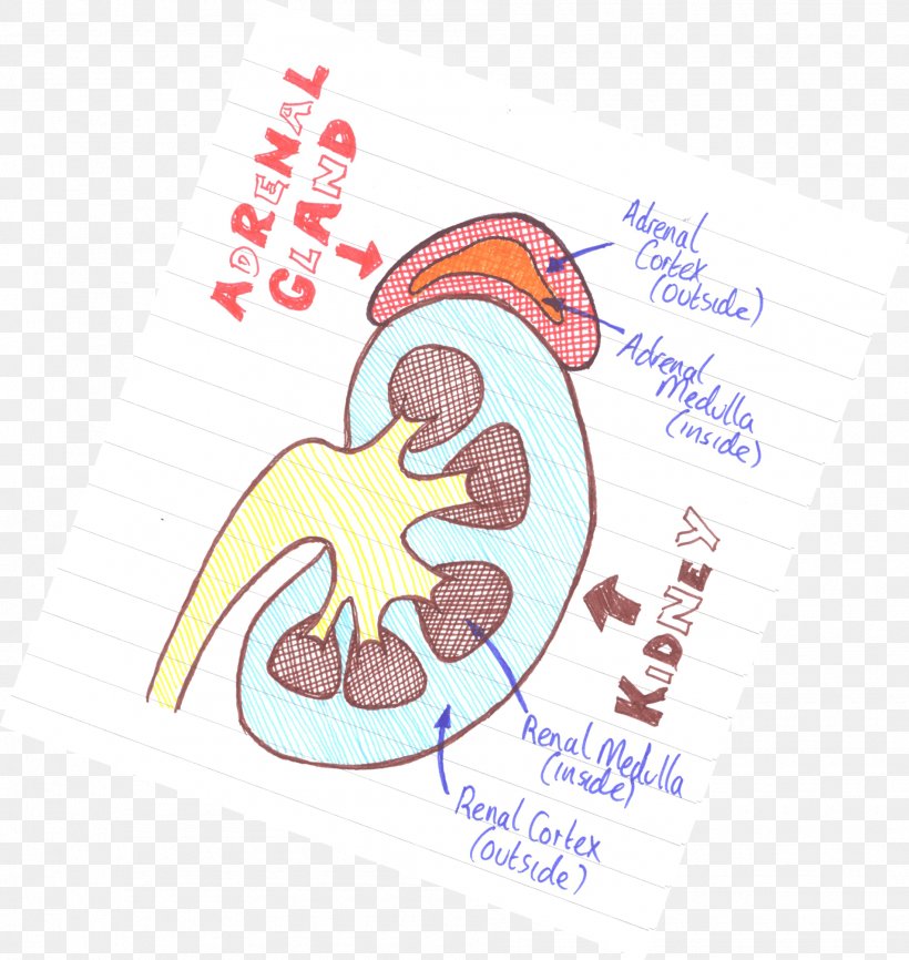 Adrenal Gland Adrenal Medulla Kidney Adrenal Cortex, PNG, 1905x2014px, Watercolor, Cartoon, Flower, Frame, Heart Download Free