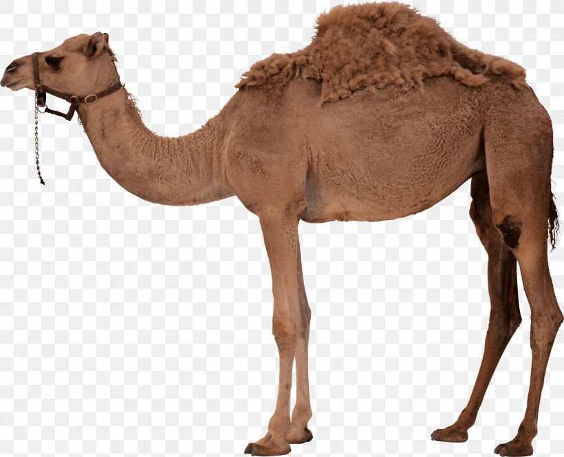 Dromedary Bactrian Camel Clip Art, PNG, 2640x2144px, Dromedary, Arabian Camel, Bactrian Camel, Camel, Camel Like Mammal Download Free