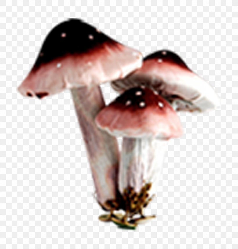 Edible Mushroom Fungus, PNG, 1183x1238px, Edible Mushroom, Animal Sauvage, Chemical Element, Designer, Fungus Download Free