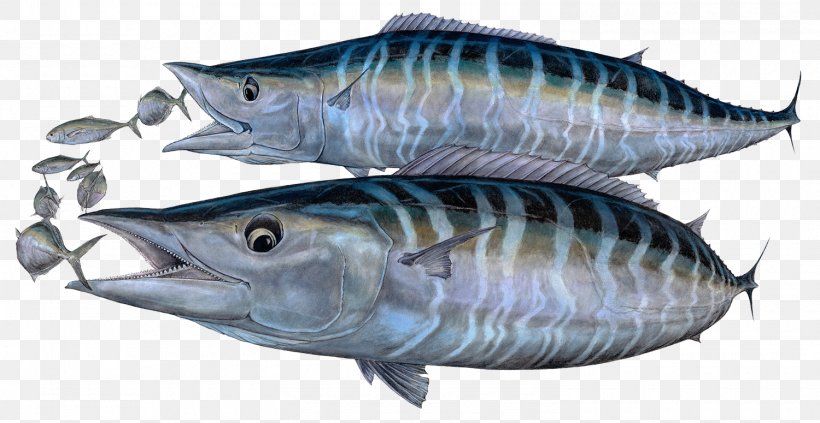Mackerel Tuna Oily Fish 09777 Sardine, PNG, 1500x775px, Mackerel, Animal Source Foods, Art, Art Museum, Biology Download Free