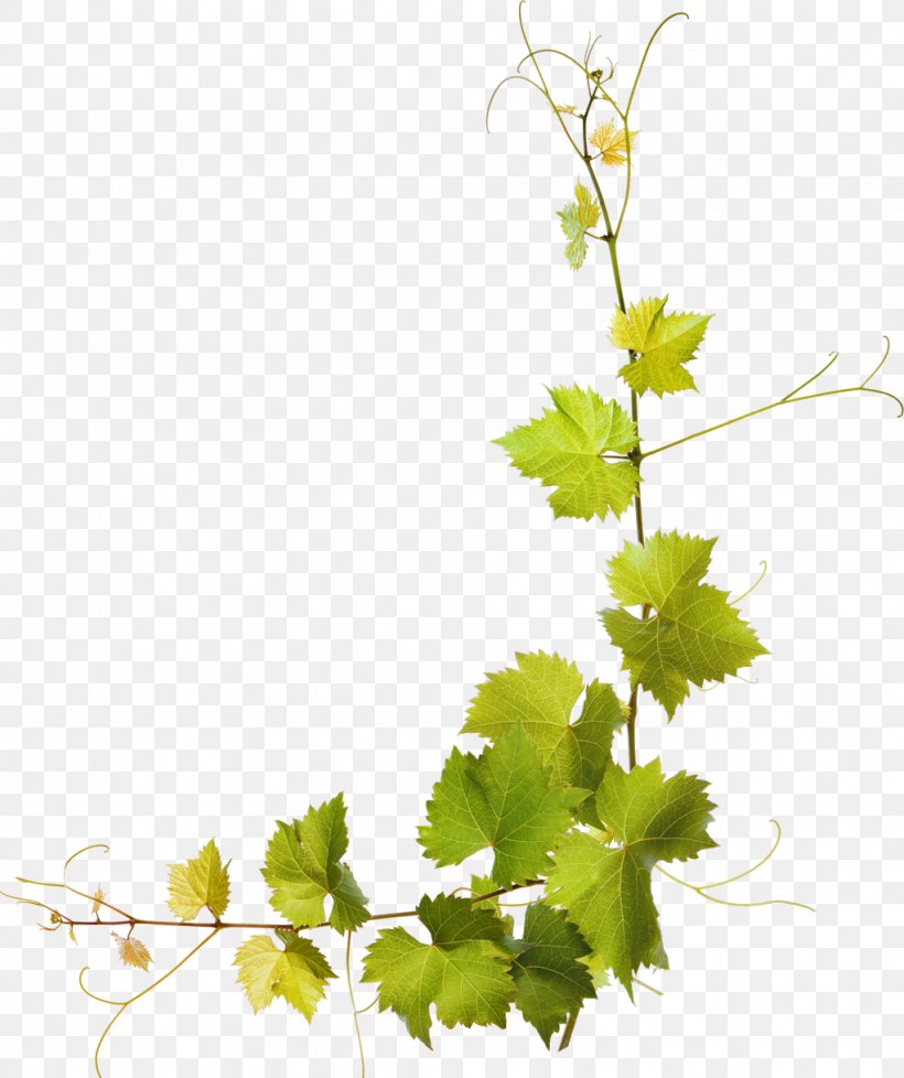 Ornella Molon Traverso Wine Panter Color A.s. Osteria Espiedo, PNG, 1022x1219px, 2017, Wine, Branch, Color, Espiedo Download Free