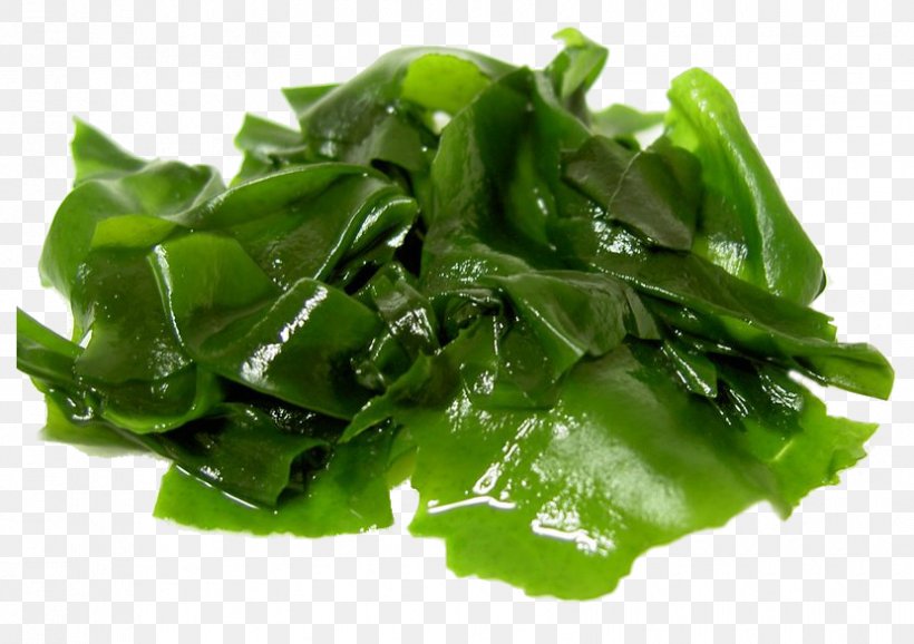 Wakame Edible Seaweed Food Kelp, PNG, 830x586px, Wakame, Algae, Alkaline Diet, Aonori, Choy Sum Download Free
