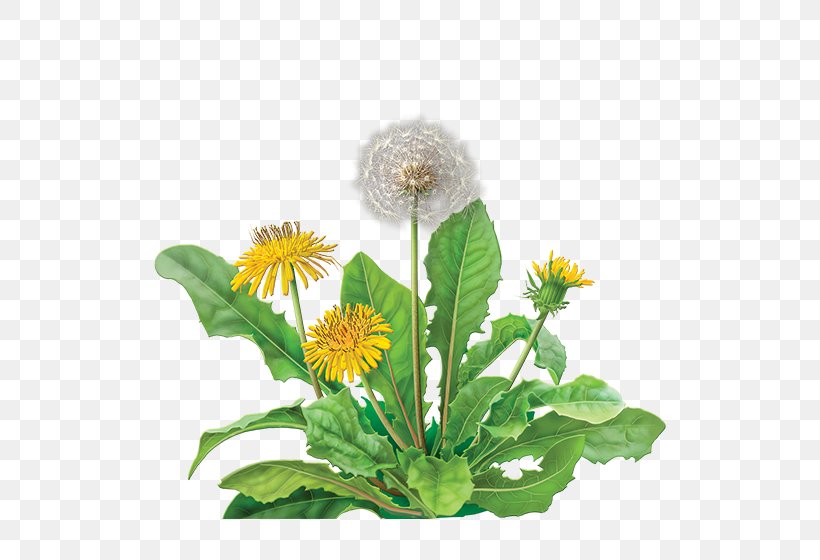 Dandelion Coffee Green Tea Tea Bag Herbal Tea, PNG, 600x560px, Dandelion Coffee, Annual Plant, Aster, Caffeine, Camellia Sinensis Download Free