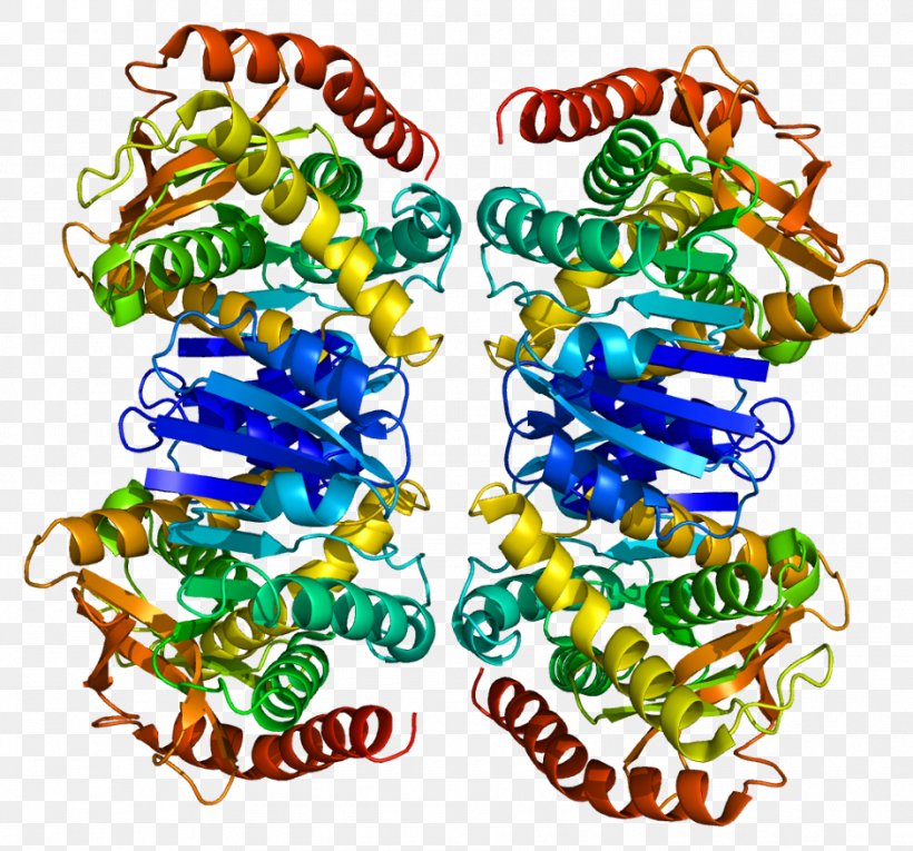 Malate Dehydrogenase 2 Protein Quaternary Structure Nicotinamide Adenine Dinucleotide, PNG, 941x879px, Watercolor, Cartoon, Flower, Frame, Heart Download Free
