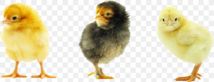 Rhode Island Red Plymouth Rock Chicken Baby Food Chicken Meat, PNG, 3002x1154px, Chicken, Beak, Bird, Display Resolution, Galliformes Download Free