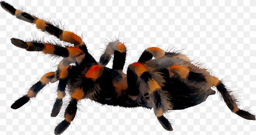 Spider Lycosa Tarantula Rose Hair Tarantula Smith's Redknee Tarantula, PNG, 1556x820px, Spider, Animal, Arachnid, Arthropod, Avicularia Download Free