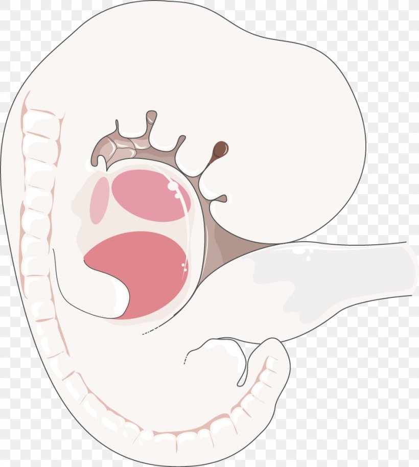 Embryology Fetus Reproductive System Human Body, PNG, 946x1055px, Watercolor, Cartoon, Flower, Frame, Heart Download Free