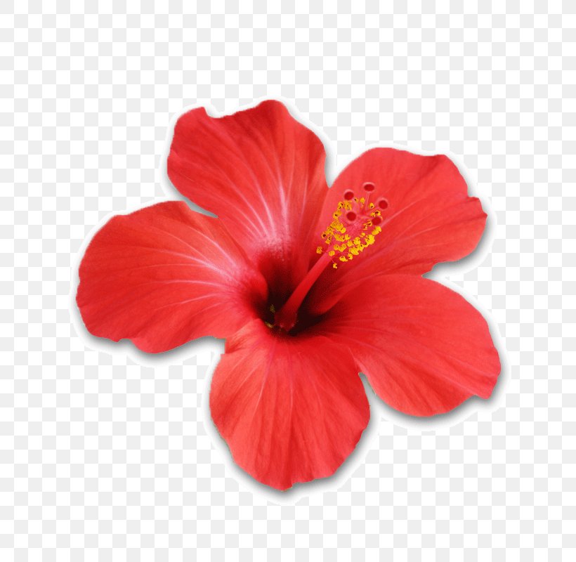 Shoeblackplant Hibiscus Tea Flower Stock Photography, PNG, 800x800px, Shoeblackplant, China Rose, Chinese Hibiscus, Flower, Flowering Plant Download Free