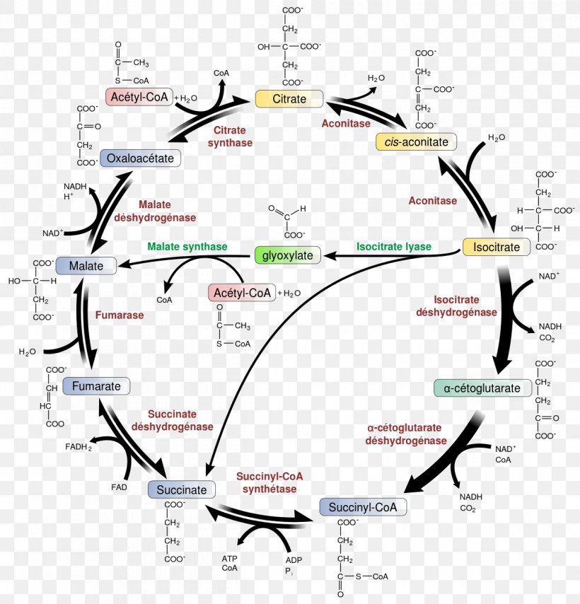 Citric Acid Cycle Glyoxylate Cycle Metabolic Pathway Glyoxysome Metabolism, PNG, 1200x1251px, Citric Acid Cycle, Acetylcoa, Anaplerotic Reactions, Area, Beta Oxidation Download Free