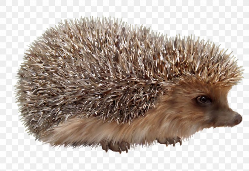 Domesticated Hedgehog European Hedgehog, PNG, 1284x885px, Hedgehog, Domesticated Hedgehog, Echidna, Erinaceidae, European Hedgehog Download Free