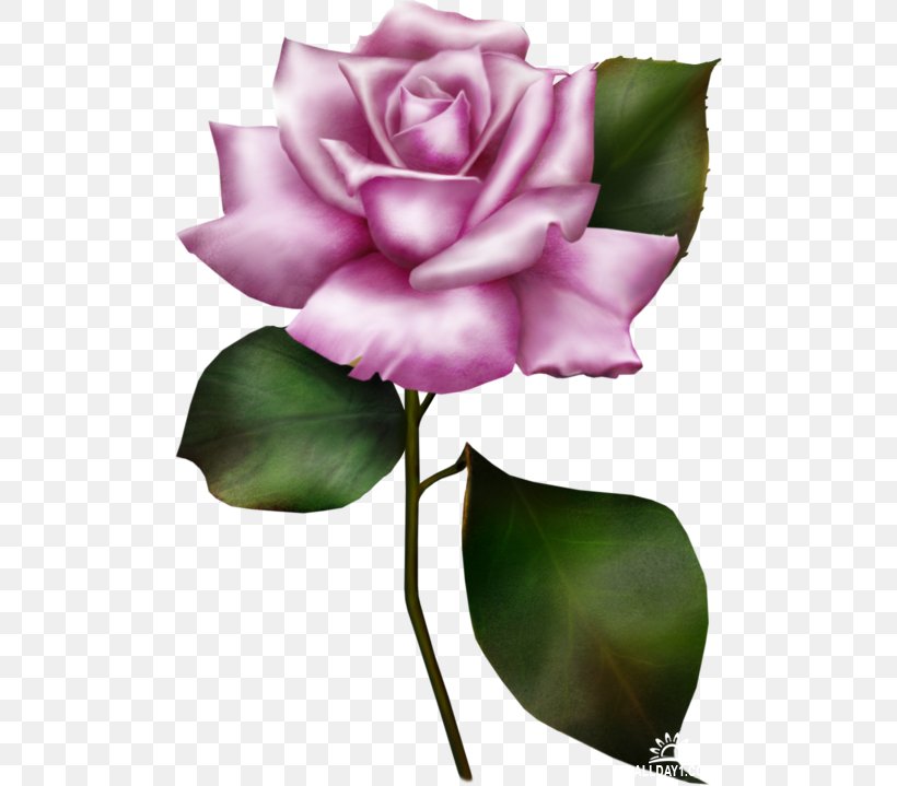 Flower Rose Clip Art, PNG, 500x719px, Flower, Blue Rose, Bud, Cut Flowers, Dress Download Free