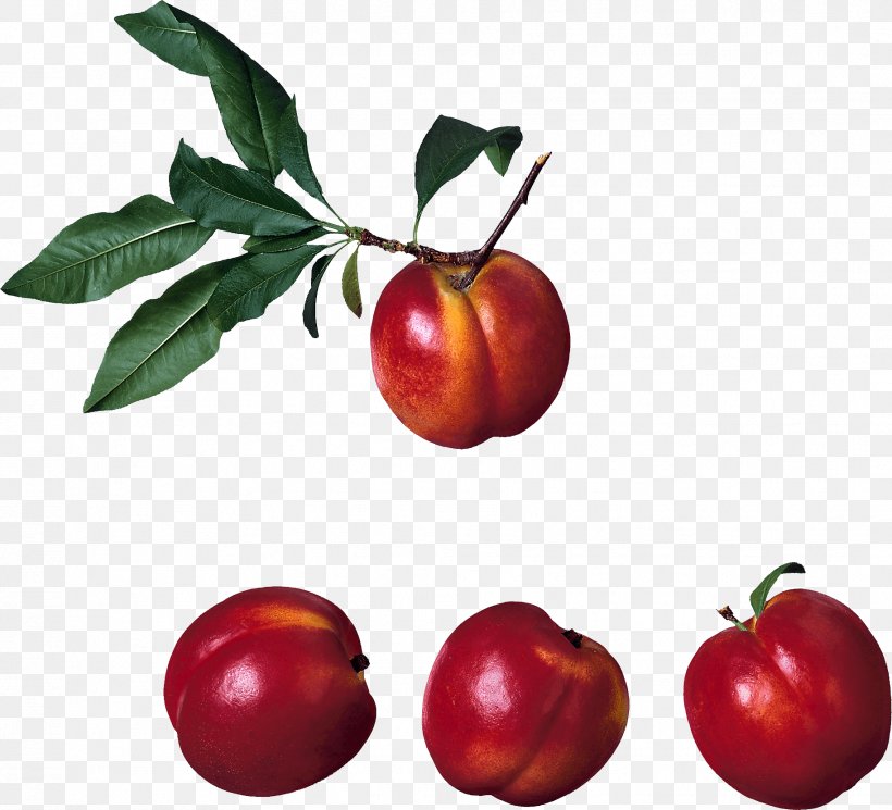Nectarine Clip Art, PNG, 1826x1660px, Nectarine, Accessory Fruit, Acerola, Acerola Family, Apple Download Free