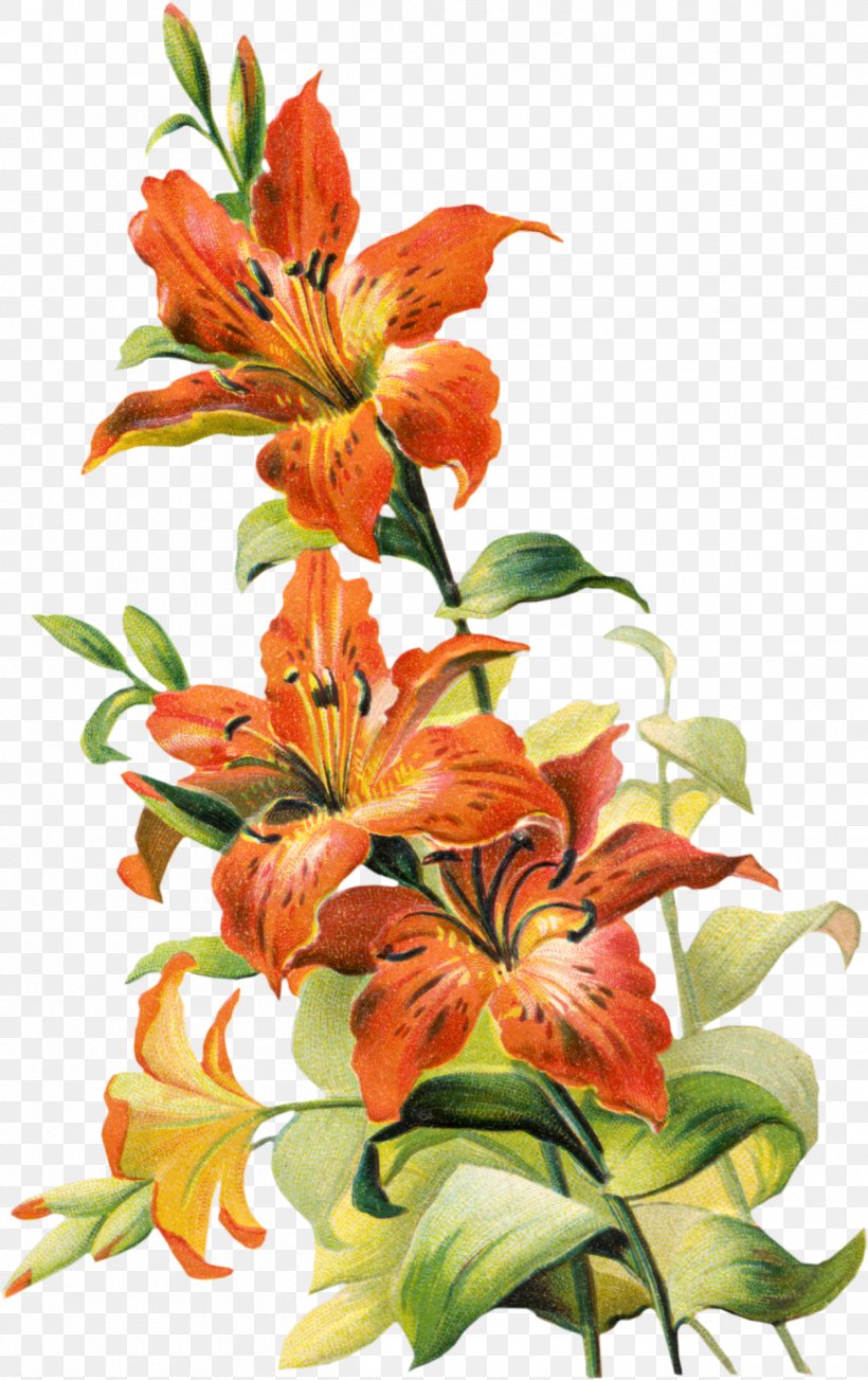 Tiger Lily Lilium Bulbiferum Easter Lily Arum-lily, PNG, 1258x2000px, Tiger Lily, Alstroemeriaceae, Arumlily, Calla Lily, Color Download Free
