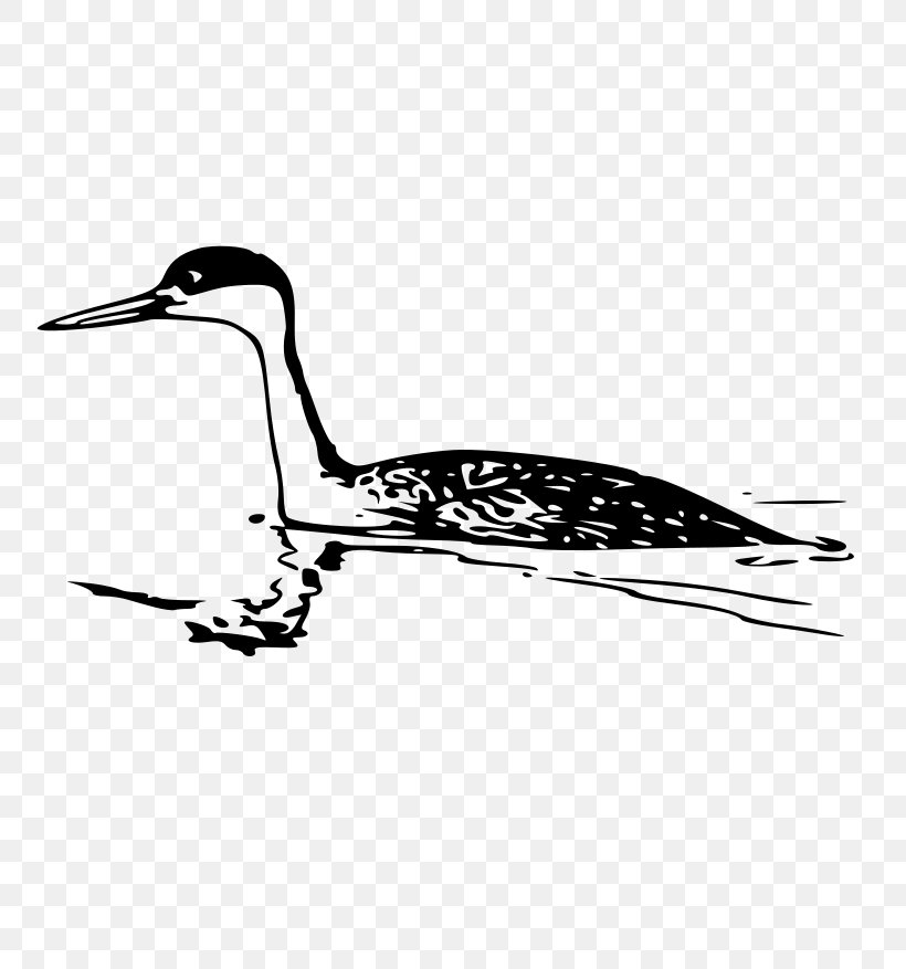 Western Grebe Clip Art, PNG, 800x877px, Grebe, Beak, Bird, Black And White, Crane Download Free