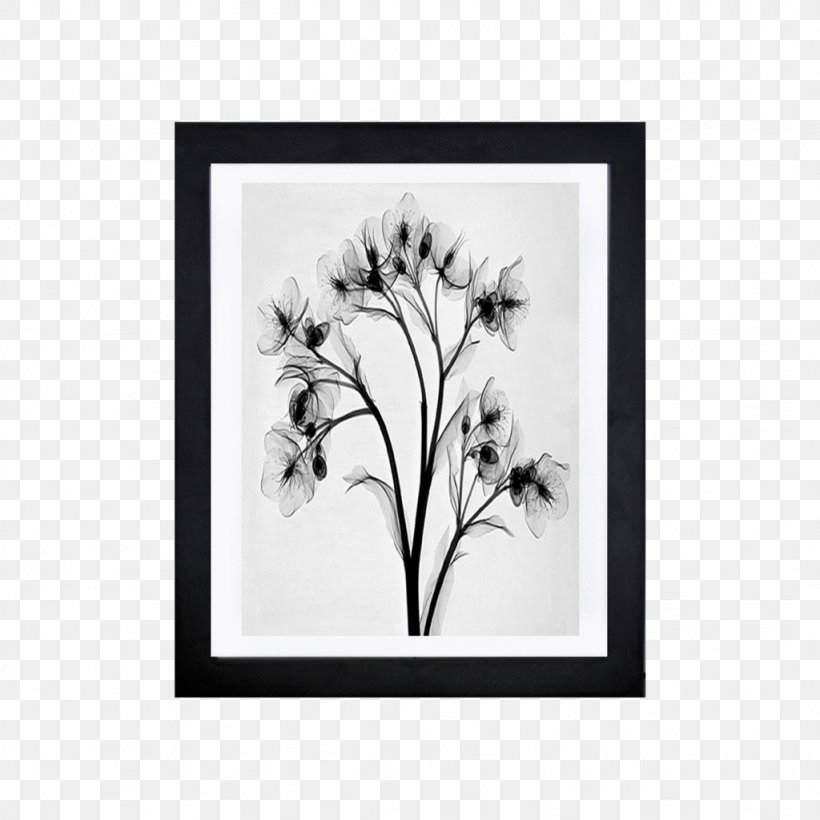 Drawing X-ray Black And White Image Vector Graphics, PNG, 1024x1024px, Drawing, Artwork, Black And White, Branch, Flora Download Free