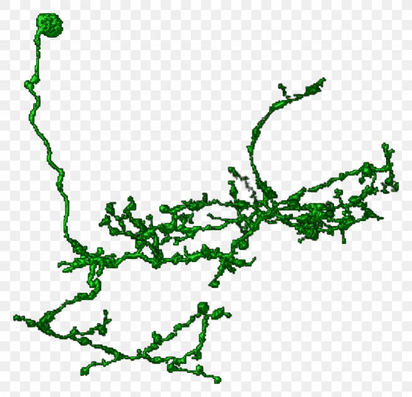 Line Art Leaf Tree Clip Art, PNG, 1094x1056px, Line Art, Area, Branch, Flora, Green Download Free