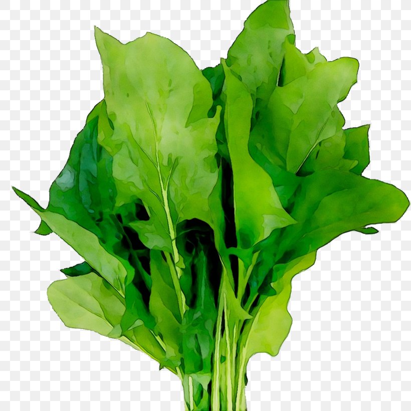 Mint Spinach Herb Morocco Spring Greens, PNG, 1230x1230px, Mint, Aquarium Decor, Arugula, Biotin, Celtuce Download Free