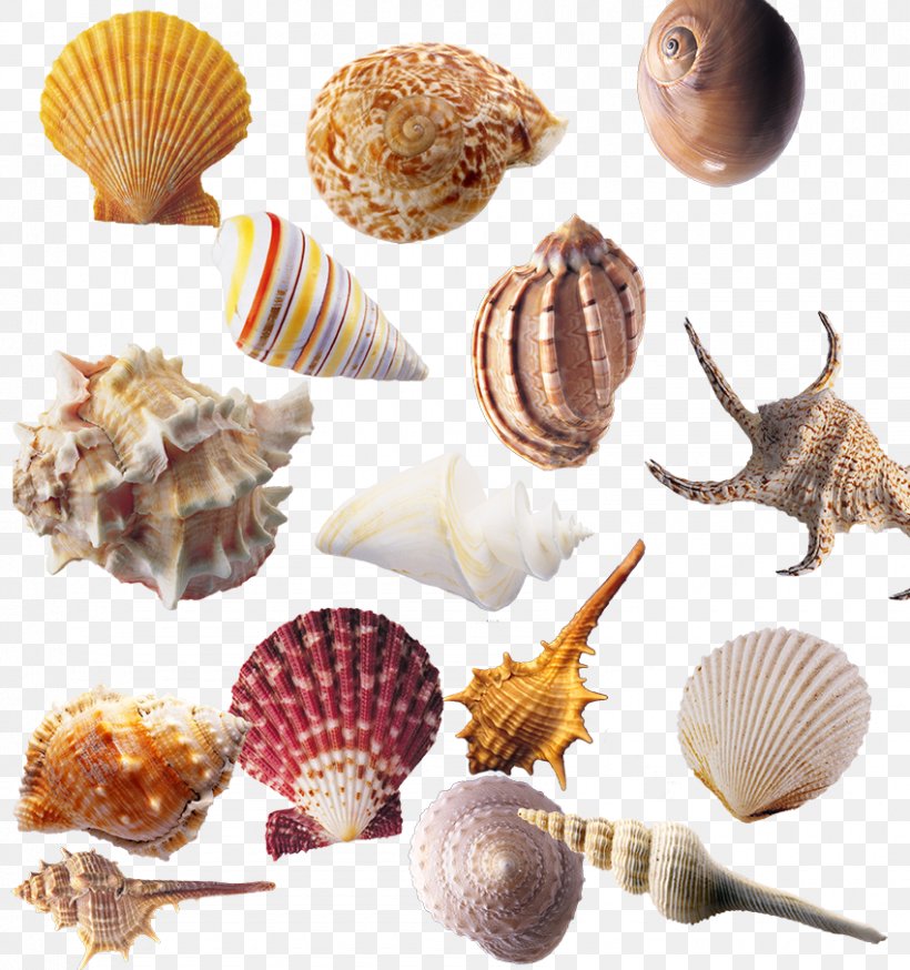 Seashell Sea Snail Shellfish Download, PNG, 850x906px, Cockle, Animal, Animal Product, Bolinus Brandaris, Conch Download Free