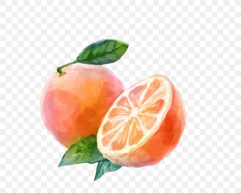Watercolor Painting Auglis Orange Vegetable, PNG, 658x658px, Watercolor Painting, Apple, Auglis, Bitter Orange, Citric Acid Download Free