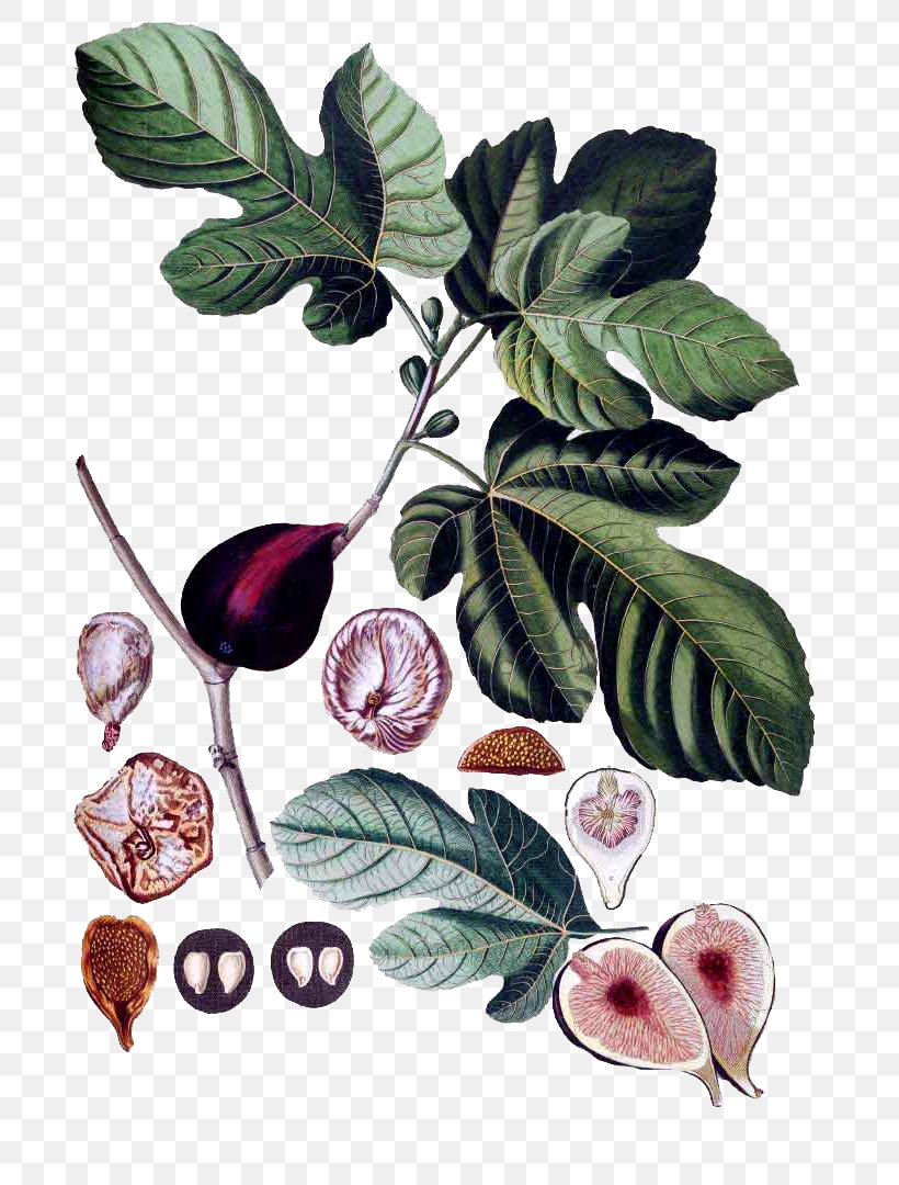 Common Fig Botany Botanical Illustration Fiddle-leaf Fig Plant, PNG, 704x1080px, Common Fig, Art, Botanical Illustration, Botany, Branch Download Free