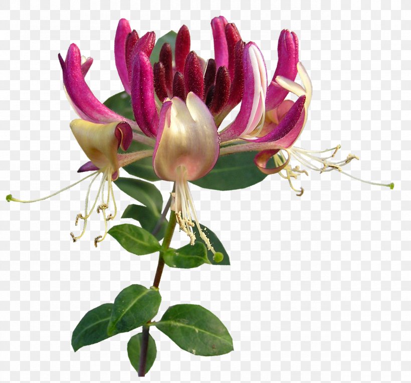 Flower Lonicera Periclymenum Lonicera Caprifolium Plant, PNG, 1280x1194px, Flower, Aphid, Cut Flowers, Essential Oil, Floral Design Download Free