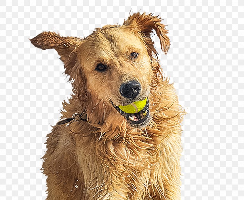 Golden Retriever Irish Terrier Dog Breed Companion Dog, PNG, 1284x1053px, Golden Retriever, Breed, Carnivoran, Companion Dog, Dog Download Free