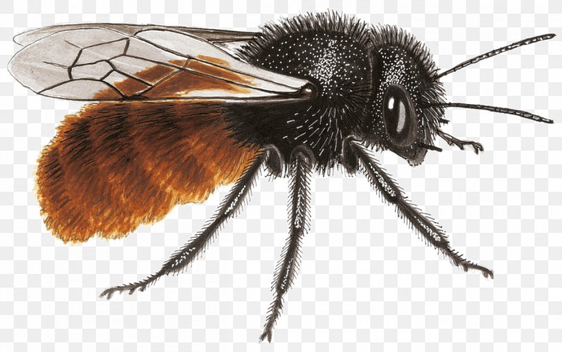 Honey Bee Mason Bee Nature Blue, PNG, 1255x788px, Honey Bee, Arthropod, Bee, Black, Blue Download Free