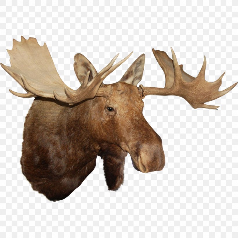 Reindeer Antler Alaska Moose Elk, PNG, 959x959px, Deer, Alaska Moose, Animal, Antler, Business Download Free
