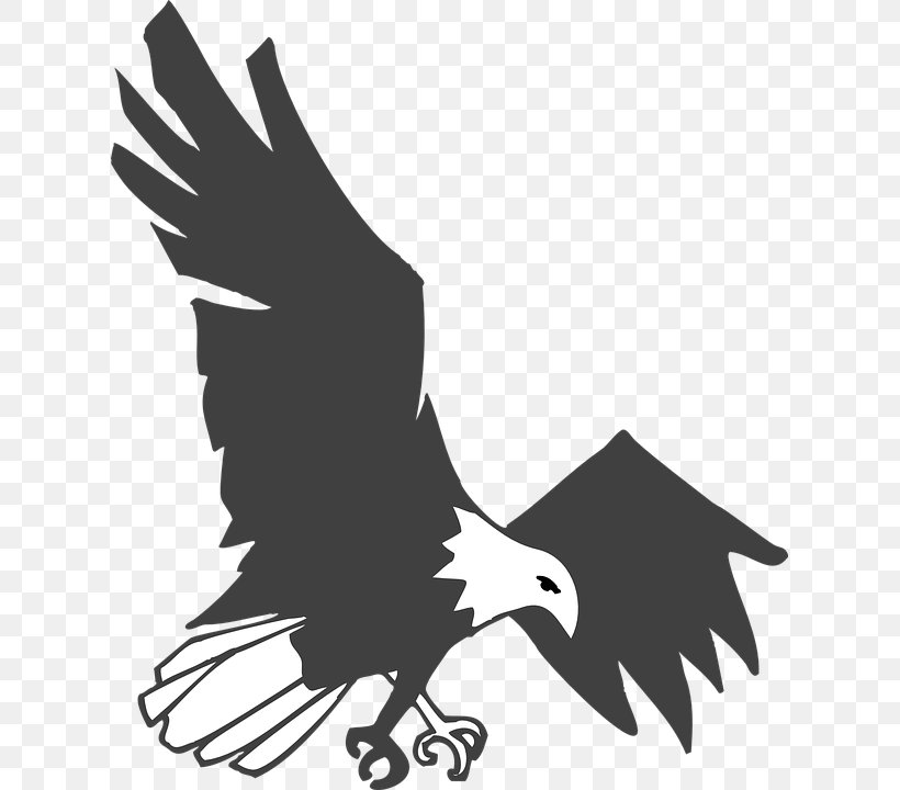 Bald Eagle Golden Eagle Clip Art, PNG, 617x720px, Bald Eagle, Accipitriformes, Beak, Bird, Bird Of Prey Download Free