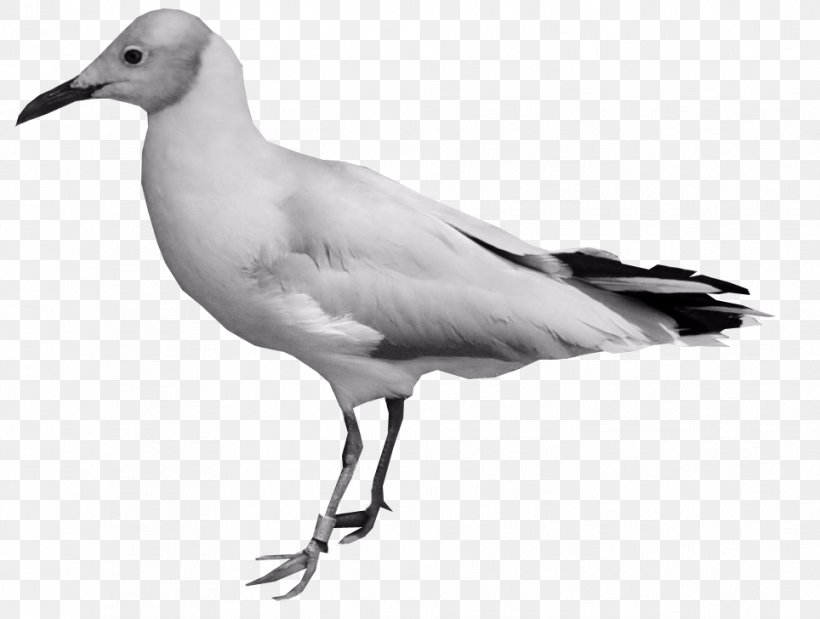 European Herring Gull Bird Columbidae, PNG, 964x728px, European Herring Gull, Beak, Bird, Black And White, Charadriiformes Download Free