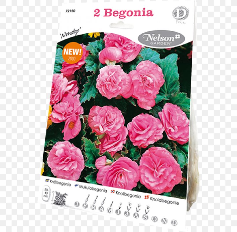 Garden Roses Cabbage Rose Floribunda Cut Flowers, PNG, 800x800px, Garden Roses, Annual Plant, Artificial Flower, Begonia, Cabbage Rose Download Free