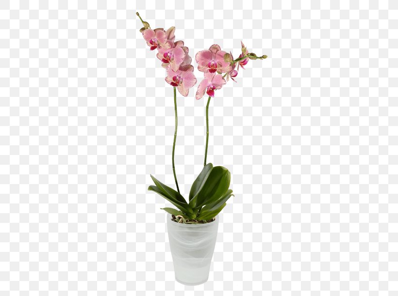 Moth Orchids Dendrobium Cut Flowers, PNG, 500x611px, Moth Orchids, Artificial Flower, Cattleya, Cattleya Orchids, Cut Flowers Download Free