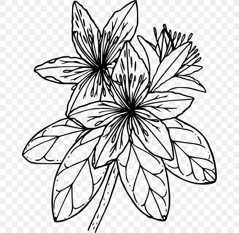 Azalea Drawing Coloring Book Clip Art, PNG, 670x800px, Azalea, Art, Artwork, Black And White, Botanical Illustration Download Free