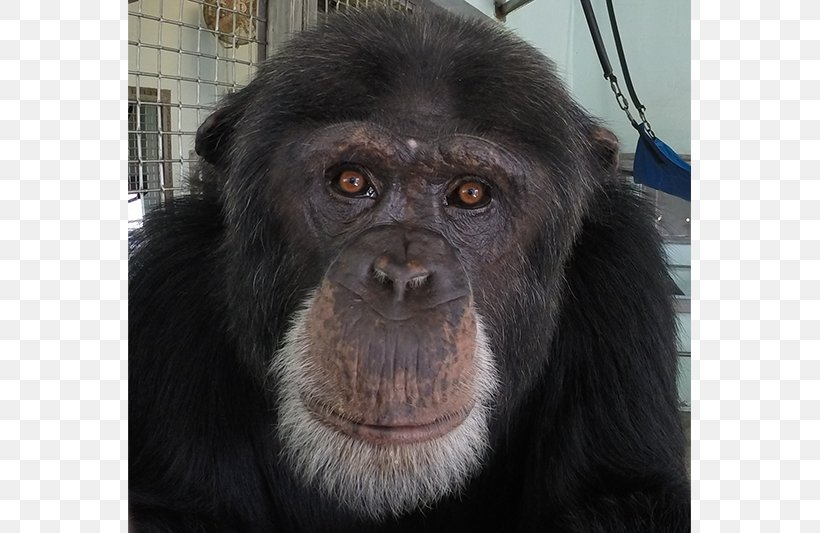 Common Chimpanzee Gorilla Primate Monkey Fauna, PNG, 800x533px, Common Chimpanzee, Animal, Ape, Chimpanzee, Fauna Download Free