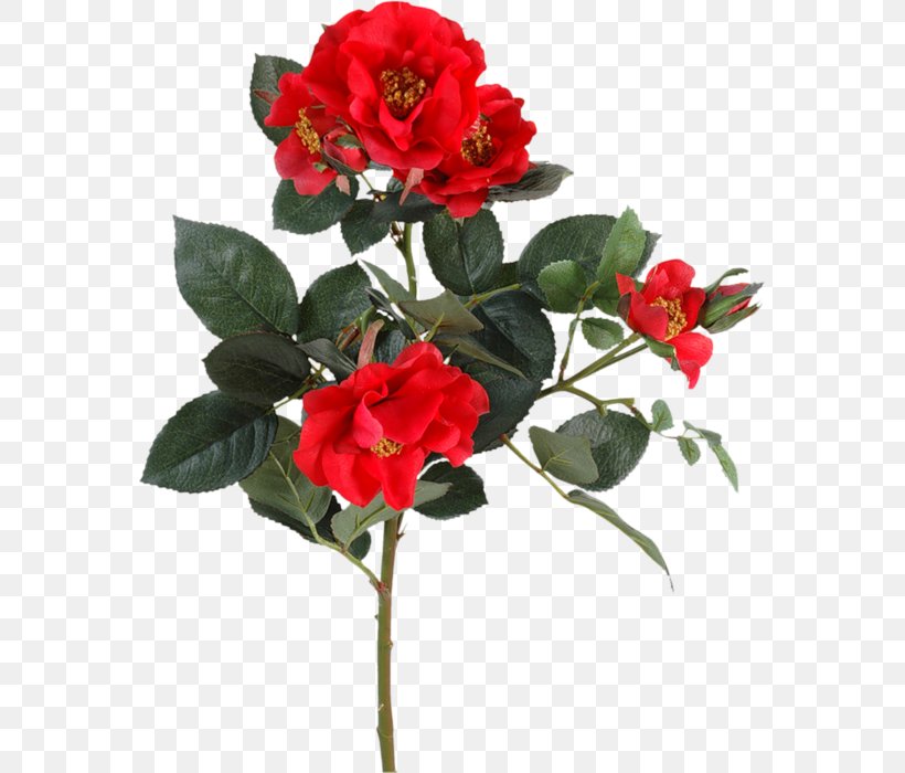 Garden Roses Flower Floribunda Japanese Camellia Plant Stem, PNG, 567x700px, Garden Roses, Annual Plant, Artificial Flower, Azalea, Branch Download Free