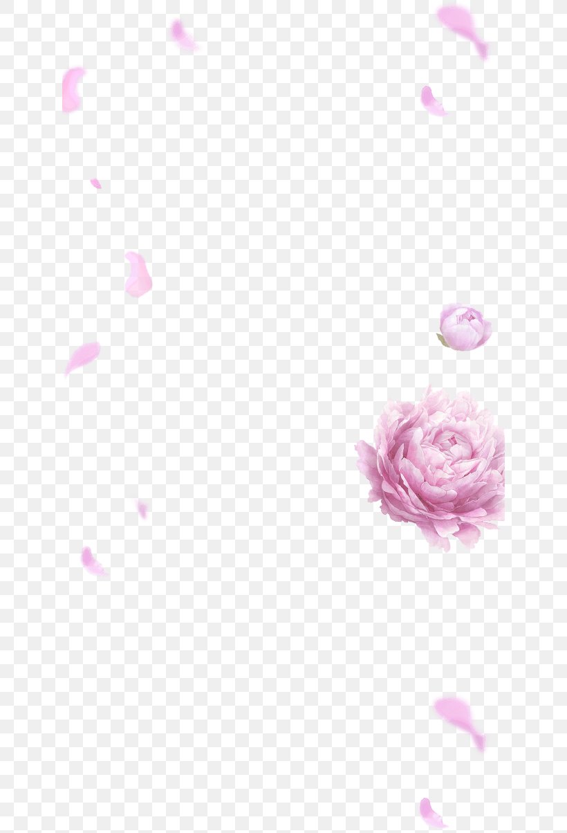 Rosaceae Desktop Wallpaper Wallpaper, PNG, 640x1204px, Rosaceae, Beauty, Beautym, Close Up, Closeup Download Free