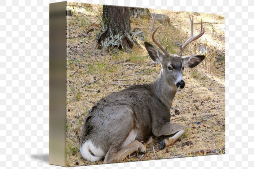 White-tailed Deer Antler Terrestrial Animal, PNG, 650x547px, Whitetailed Deer, Animal, Antler, Deer, Fauna Download Free